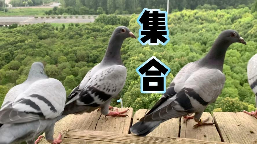 信鸽养殖技术视频怎么学？-图3