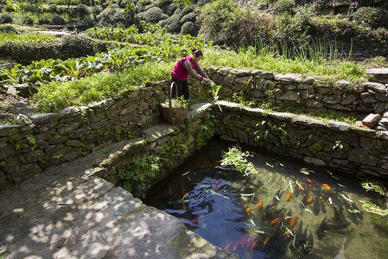 山区流水养鱼技术视频怎么学？-图2