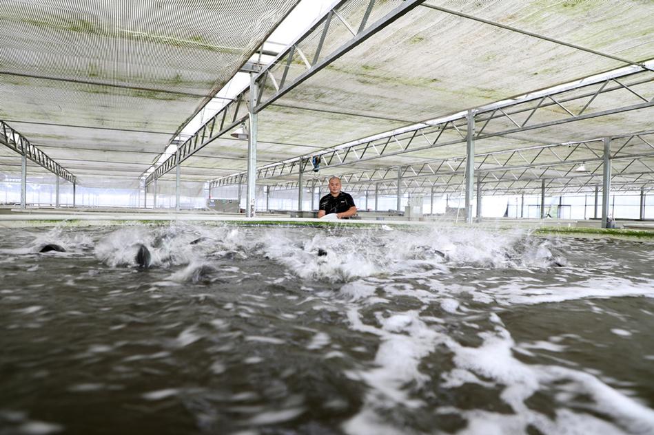 山区流水养鱼技术视频怎么学？-图1