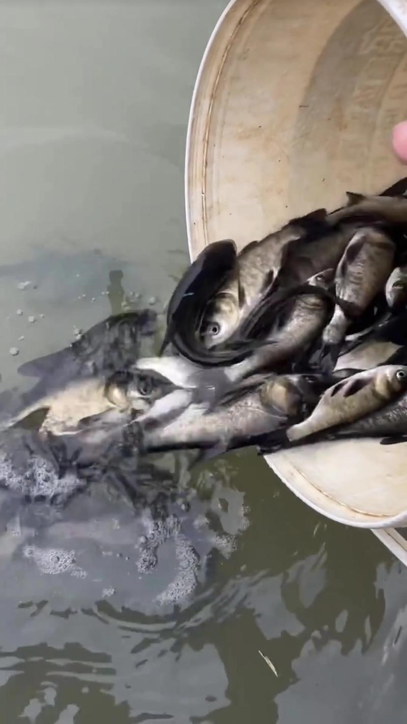 山区流水养鱼技术视频怎么学？-图3