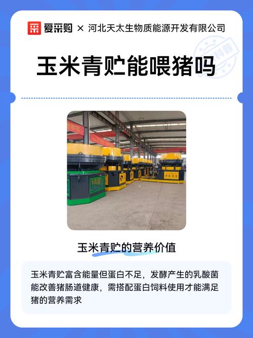 青贮玉米秸秆喂猪怎么喂效果好？-图1