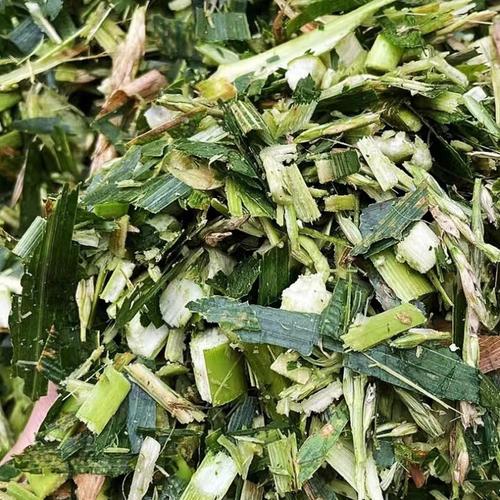 青贮玉米秸秆喂猪怎么喂效果好？-图2