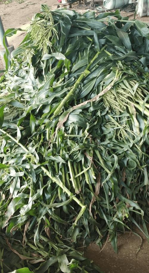 青贮玉米秸秆喂猪怎么喂效果好？-图3