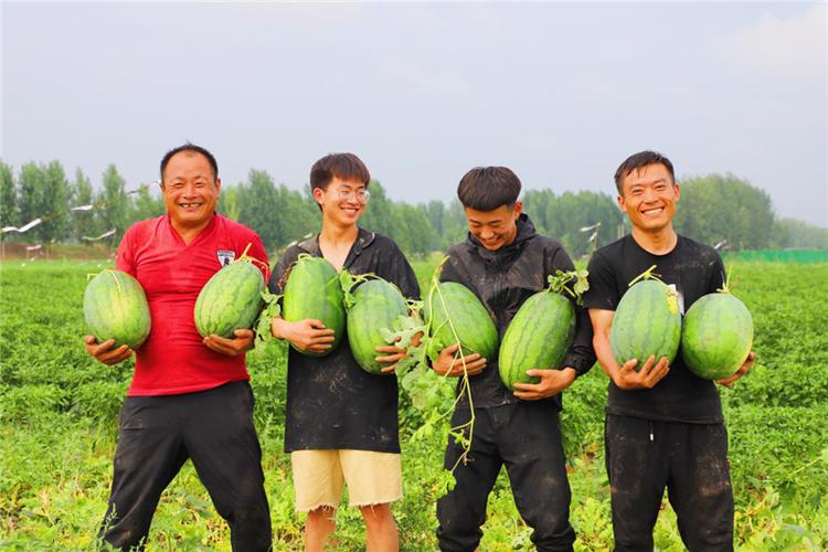 西瓜辣椒套种怎么种？技术要点有哪些？-图2