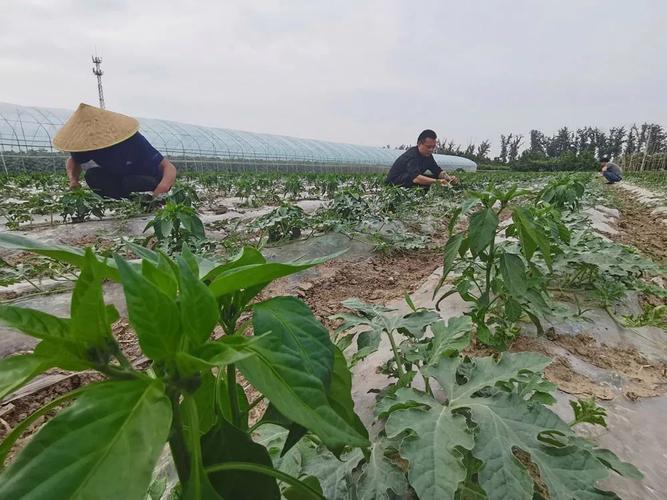 西瓜辣椒套种怎么种？技术要点有哪些？-图1