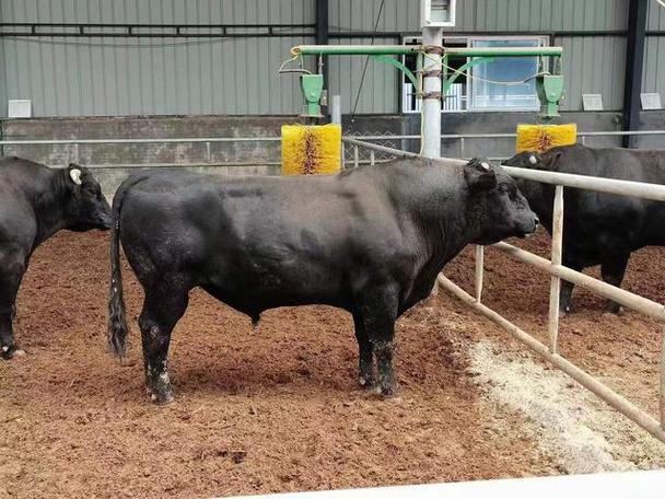 国产黑牛是哪个品种？-图1