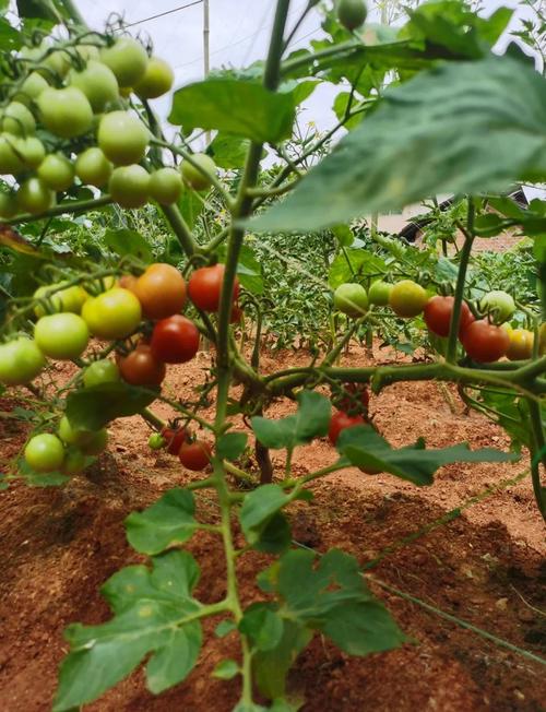 番茄种植技术视频怎么播放？-图1