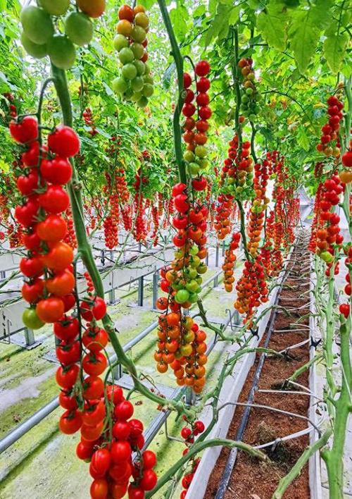 番茄种植技术视频怎么播放？-图2