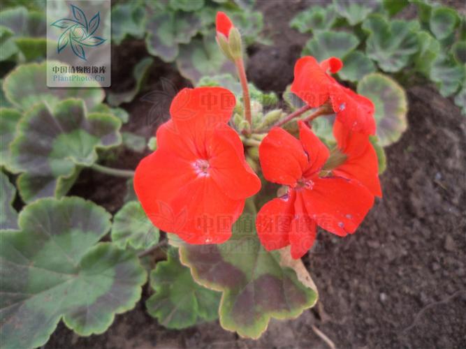 天竺葵马蹄纹品种有何特点？-图2