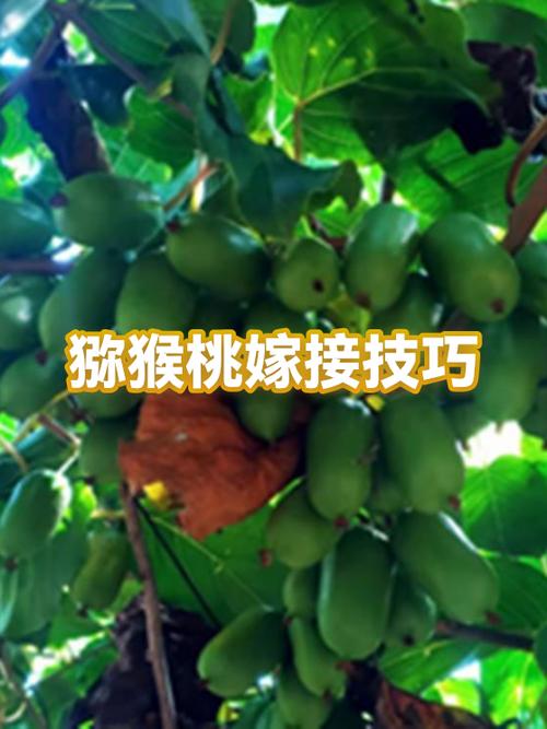 猕猴桃嫁接视频，新手如何快速掌握？-图2