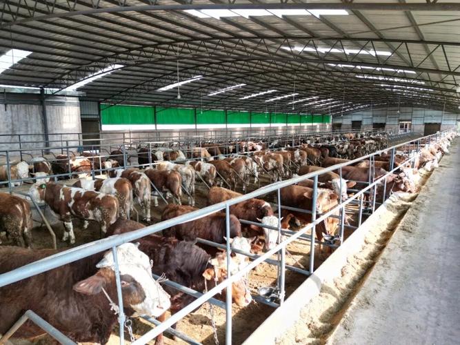 云南适合养哪些牛品种？-图1