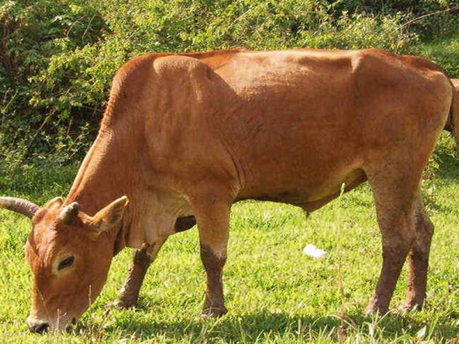 云南适合养哪些牛品种？-图3