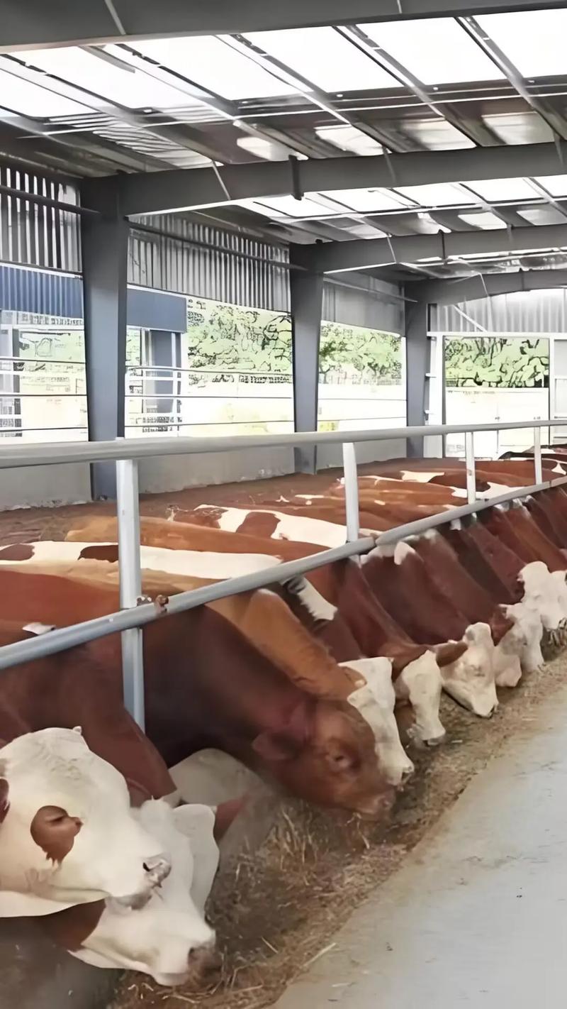 高效养牛技术视频，新手能快速掌握吗？-图2