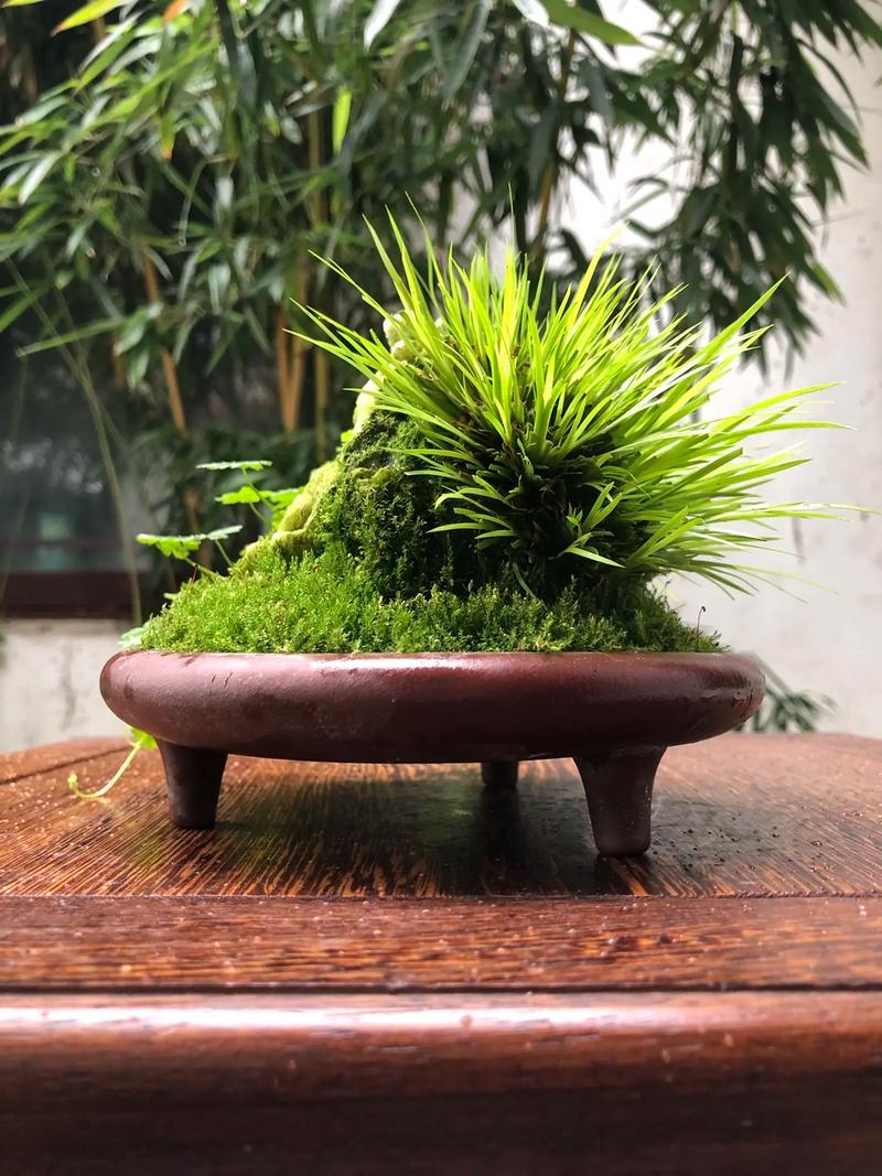 新手养菖蒲，哪种品种最合适？-图1