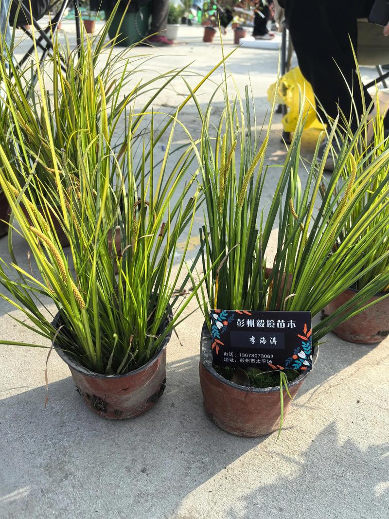 新手养菖蒲，哪种品种最合适？-图3