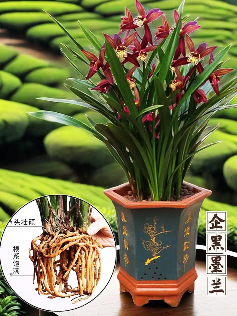 墨兰最好品种是什么-图1