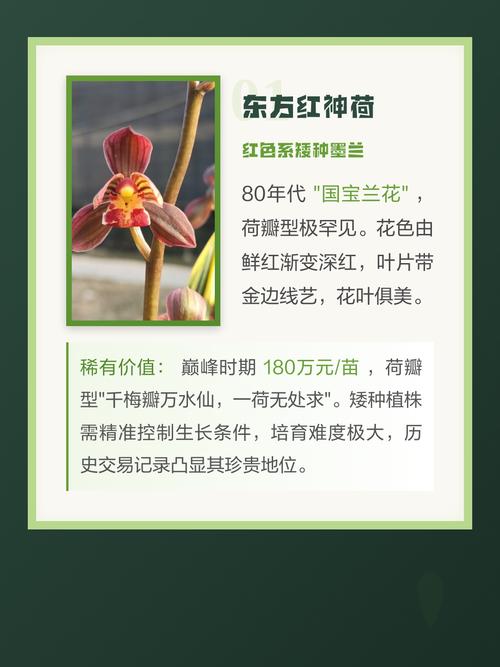 墨兰最好品种是什么-图3