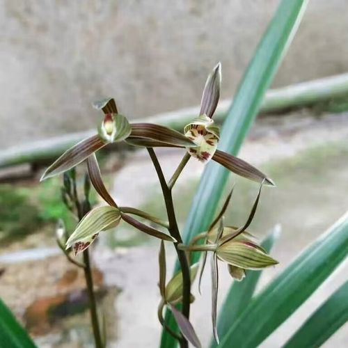 墨兰最好品种是什么-图2