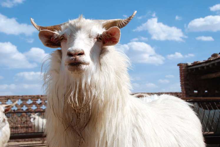 陕西羊的品种有哪些？-图1