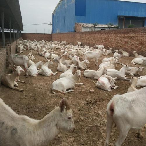 陕西羊的品种有哪些？-图2