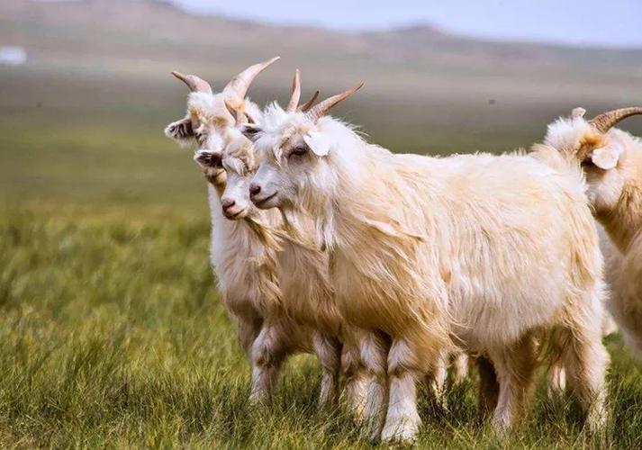 陕西羊的品种有哪些？-图3