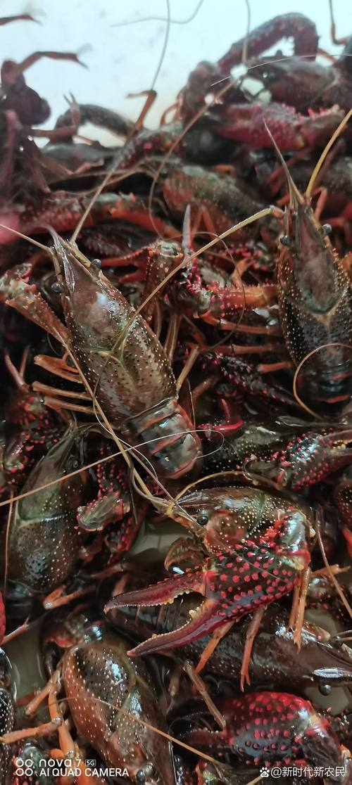 稻田龙虾养殖技术有哪些关键要点？-图1