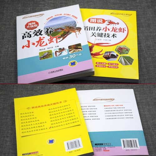 稻田龙虾养殖技术有哪些关键要点？-图2