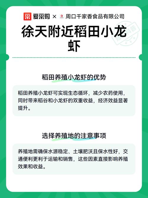 稻田龙虾养殖技术有哪些关键要点？-图3