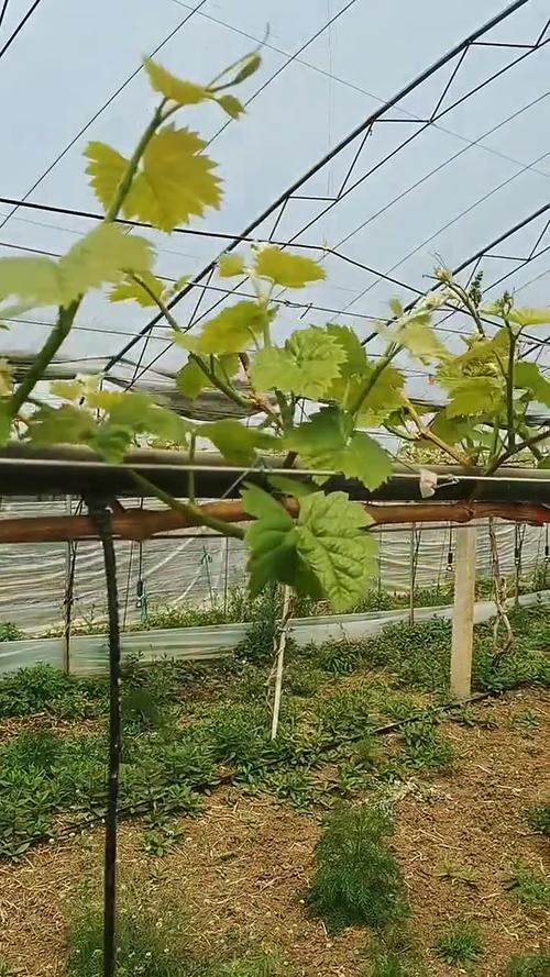 葡萄种植技术视频，如何系统学习？-图2