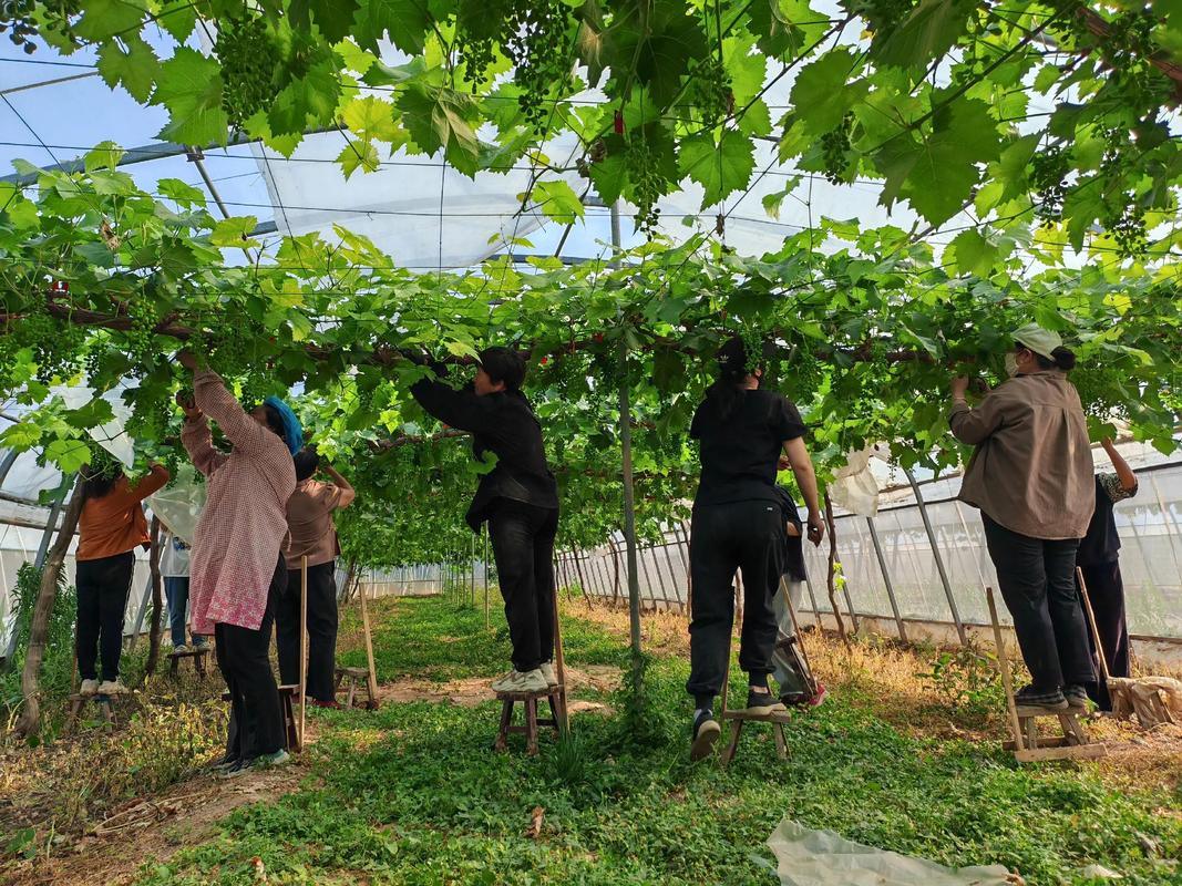 葡萄种植技术视频，如何系统学习？-图3