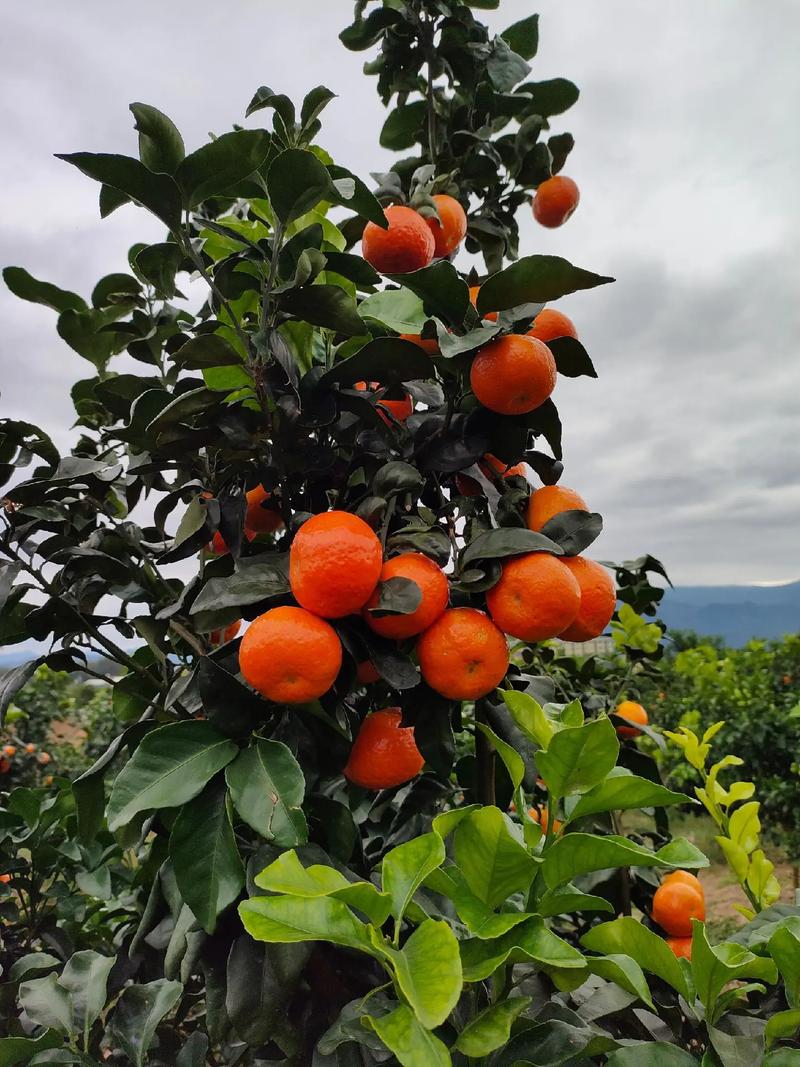 目前最高端的桔品种-图2