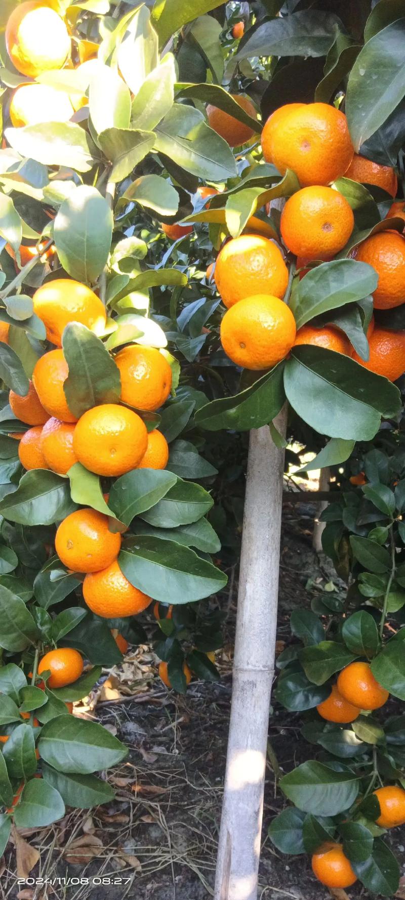 目前最高端的桔品种-图3