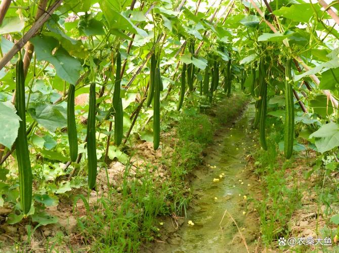 南方露地丝瓜怎么种才高产？-图2