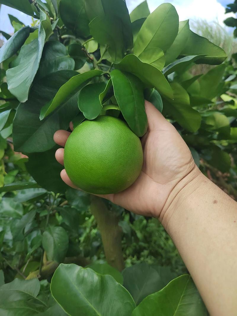 哪些品种的柚子籽比较大？-图3