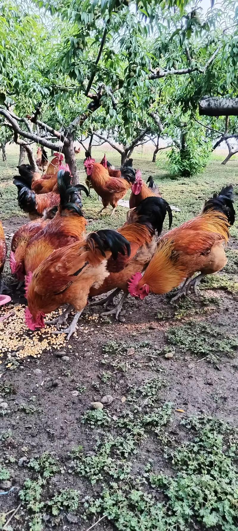 散养土鸡品种有哪些？-图1