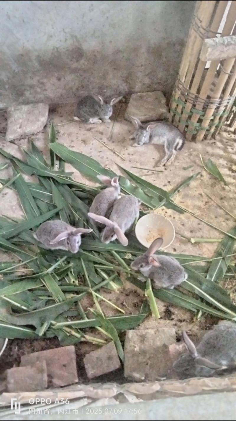 青紫蓝兔是单一品种还是系列品种？-图2