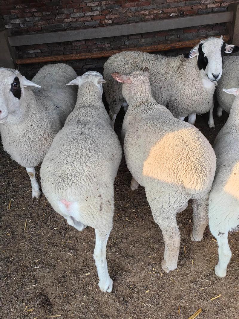 什么羊品种长得最快？-图2