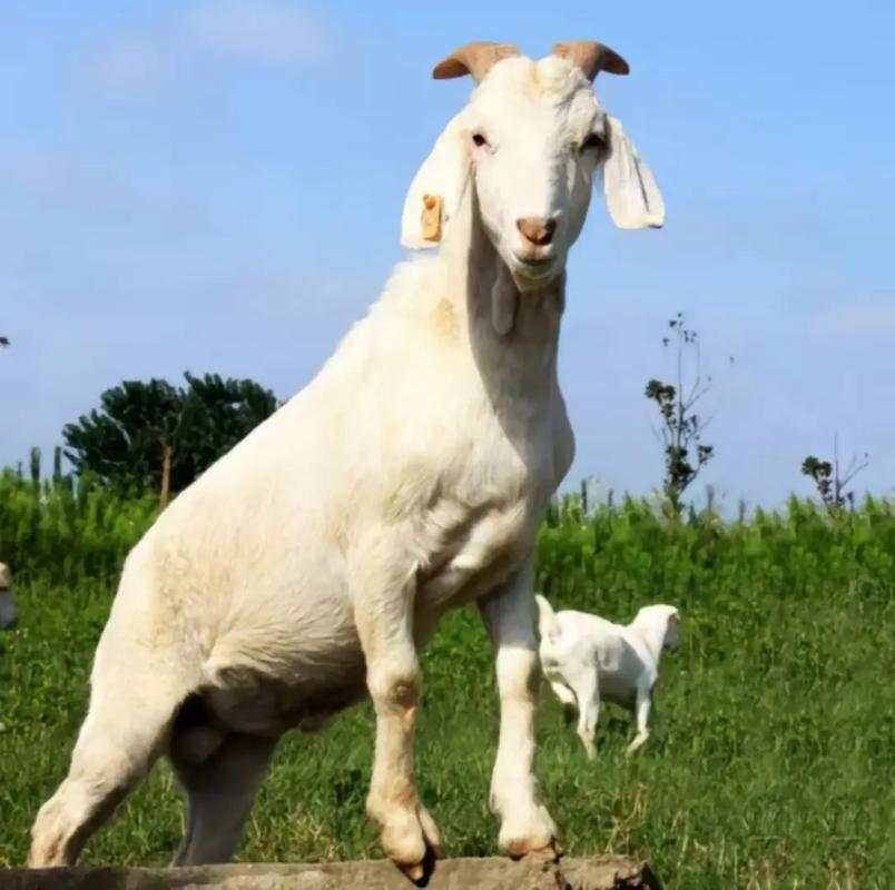 什么羊品种长得最快？-图3