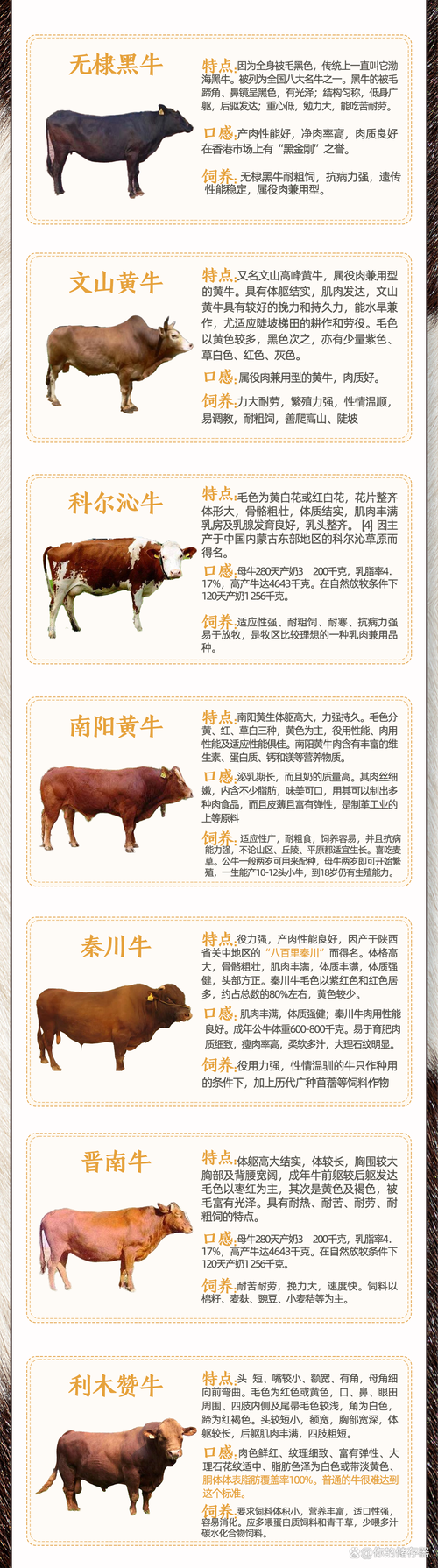 北京牛小是什么品种-图3