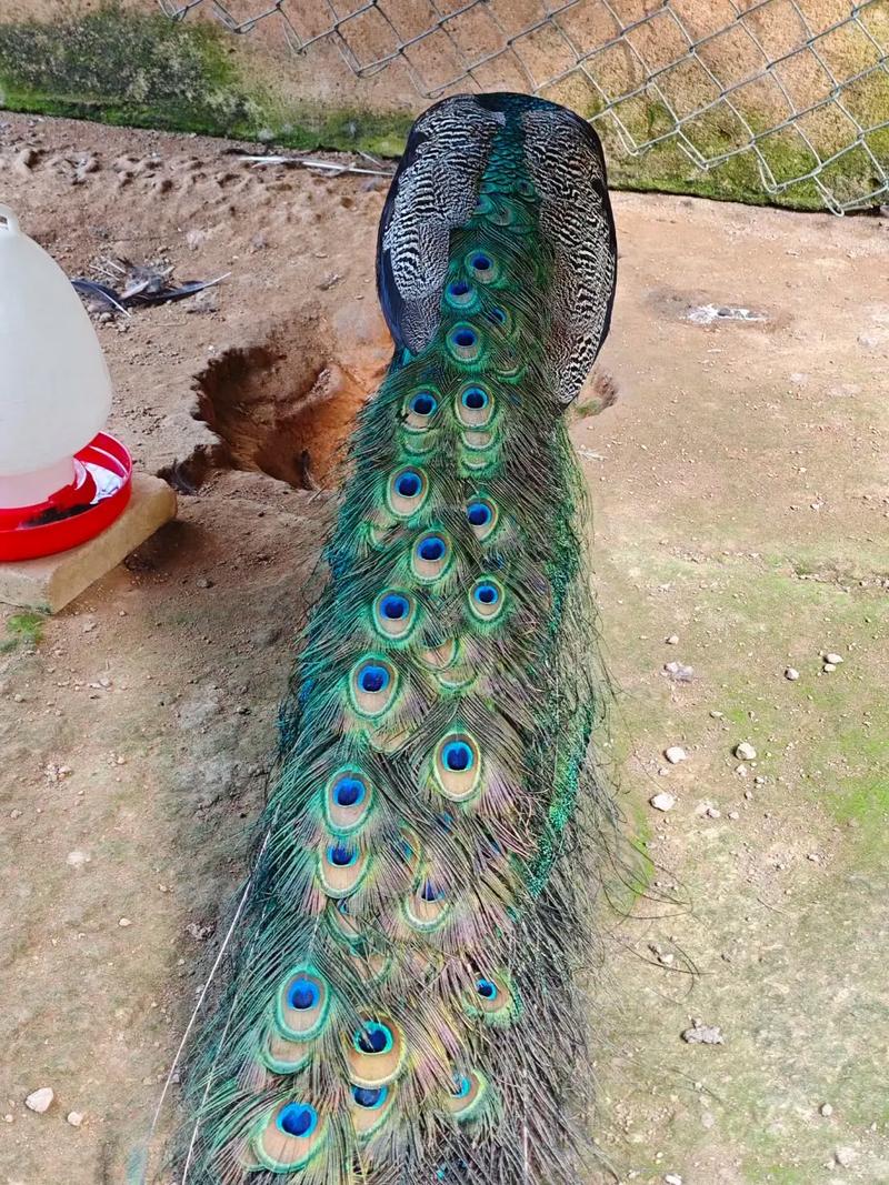 孔雀养殖技术视频有哪些关键点？-图2