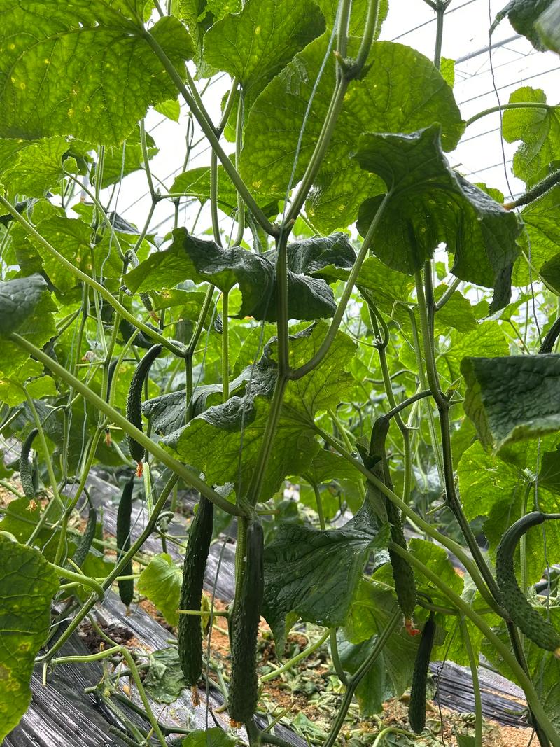 冬季黄瓜怎么种？视频教你关键技术！-图3