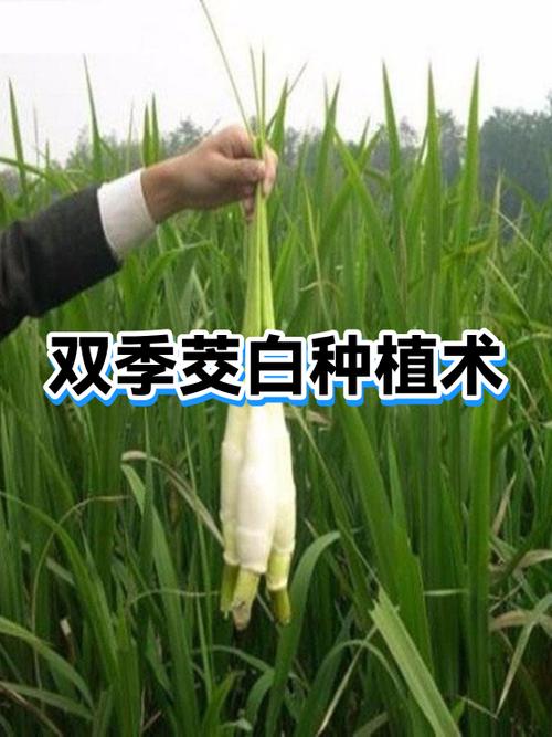 茭白种植技术视频，新手必看？-图1