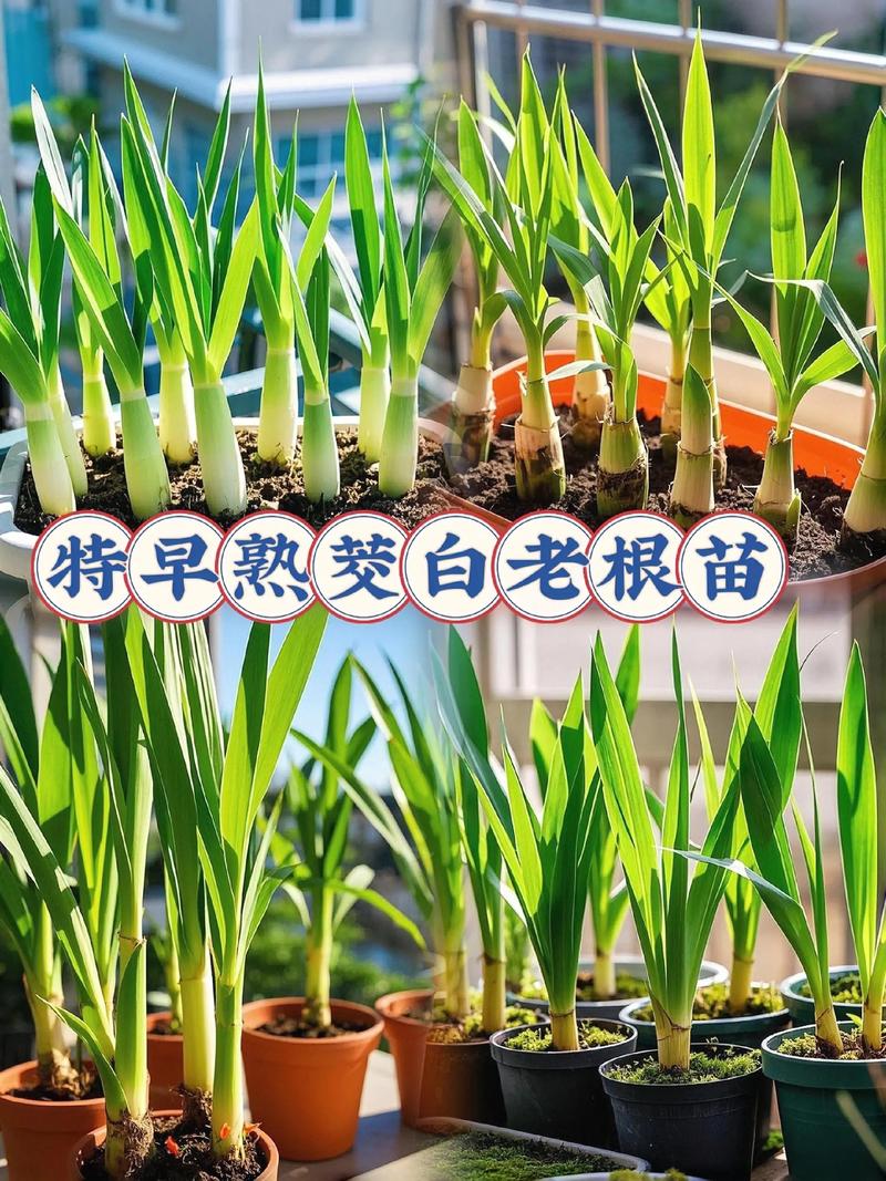 茭白种植技术视频，新手必看？-图3