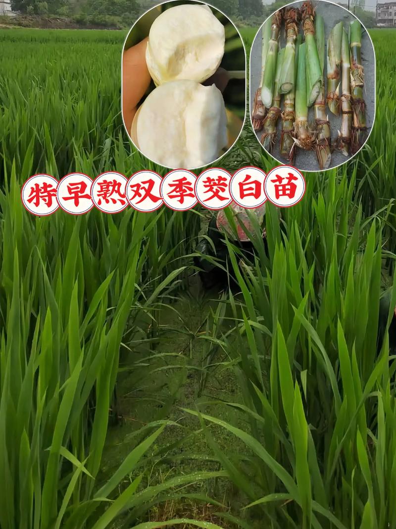 茭白种植技术视频，新手必看？-图2