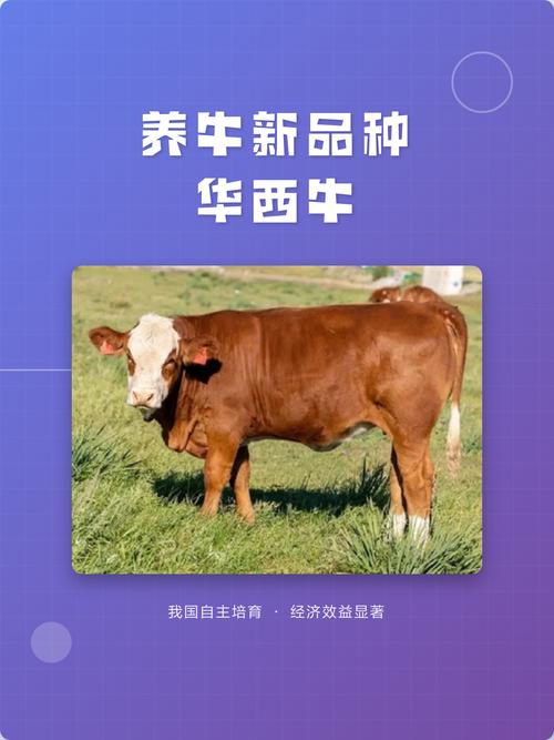 哪些牛品种最好养？-图2