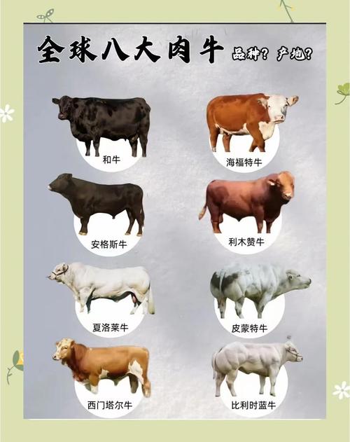 哪些牛品种最好养？-图3