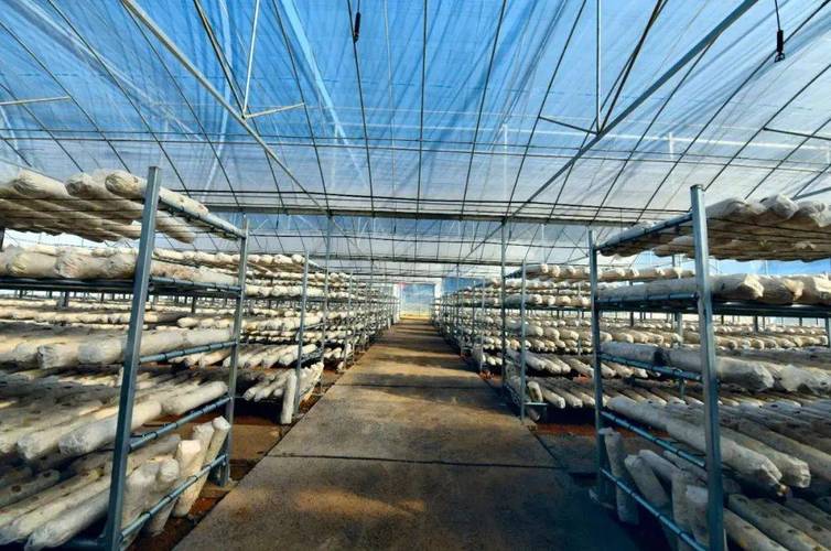 香菇大棚种植技术视频有哪些要点？-图1