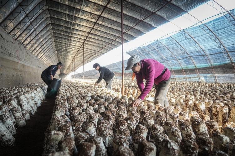 香菇大棚种植技术视频有哪些要点？-图3