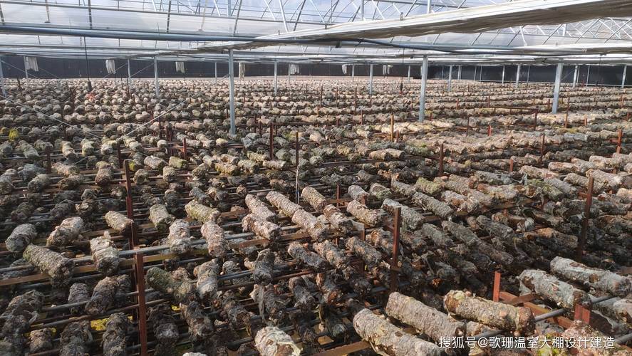 香菇大棚种植技术视频有哪些要点？-图2