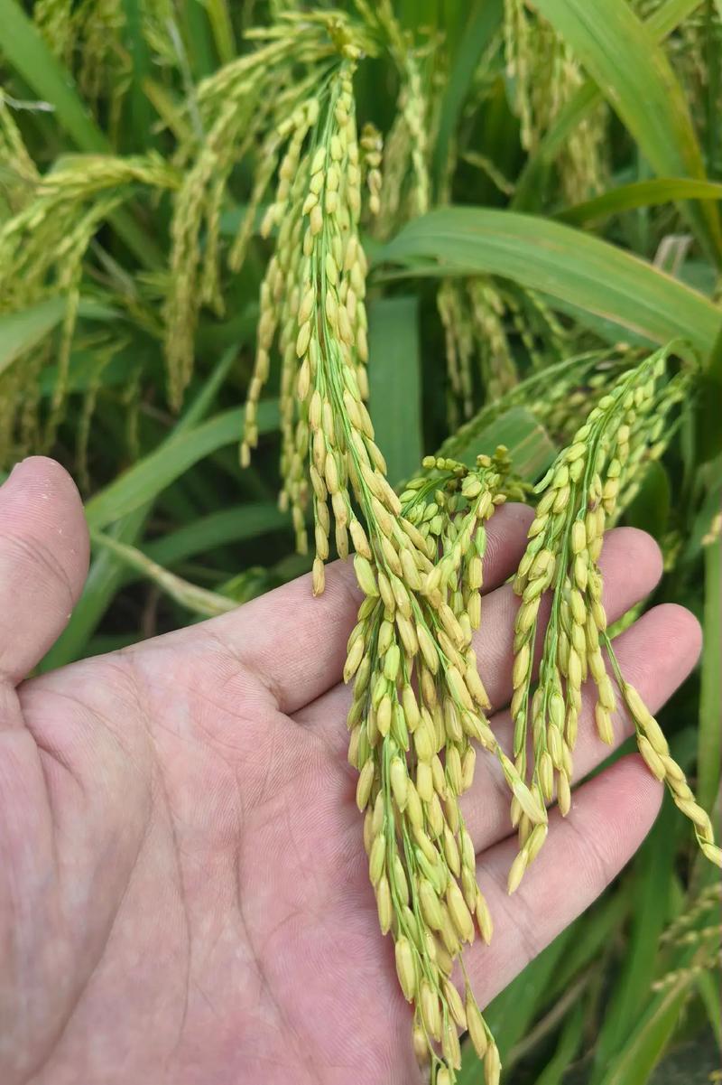 南方高产量水稻品种有哪些？-图1